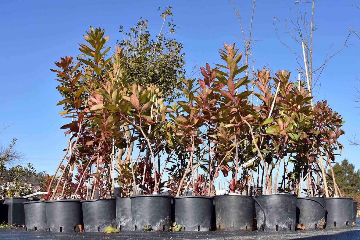 CÂMARA VAI PLANTAR ÁRVORES EM TERRENOS PRIVADOS