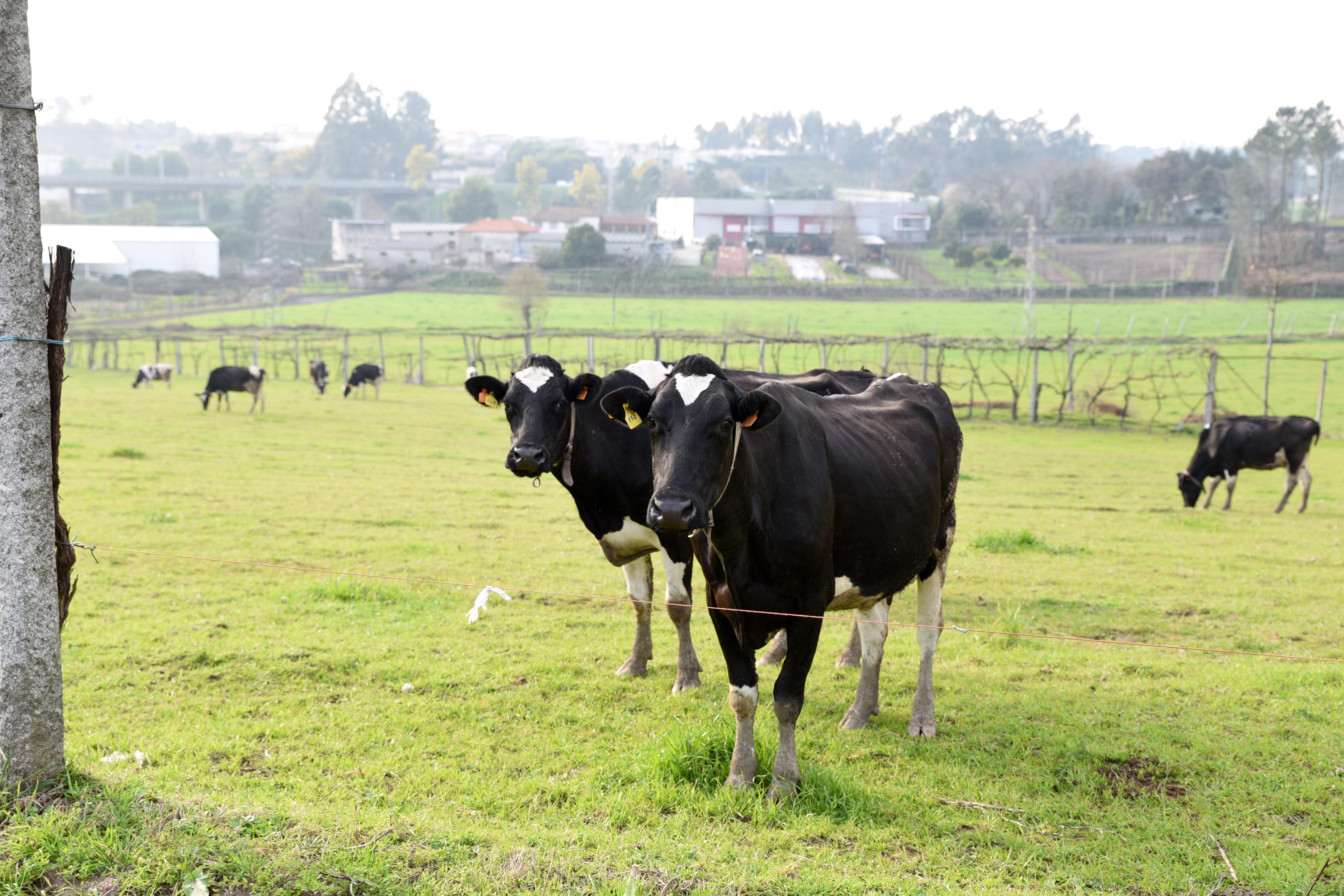 Proprietários de agropecuárias isentos de taxas