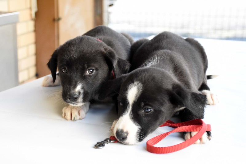 Câmaras vão receber apoios do Governo para esterilização de animais