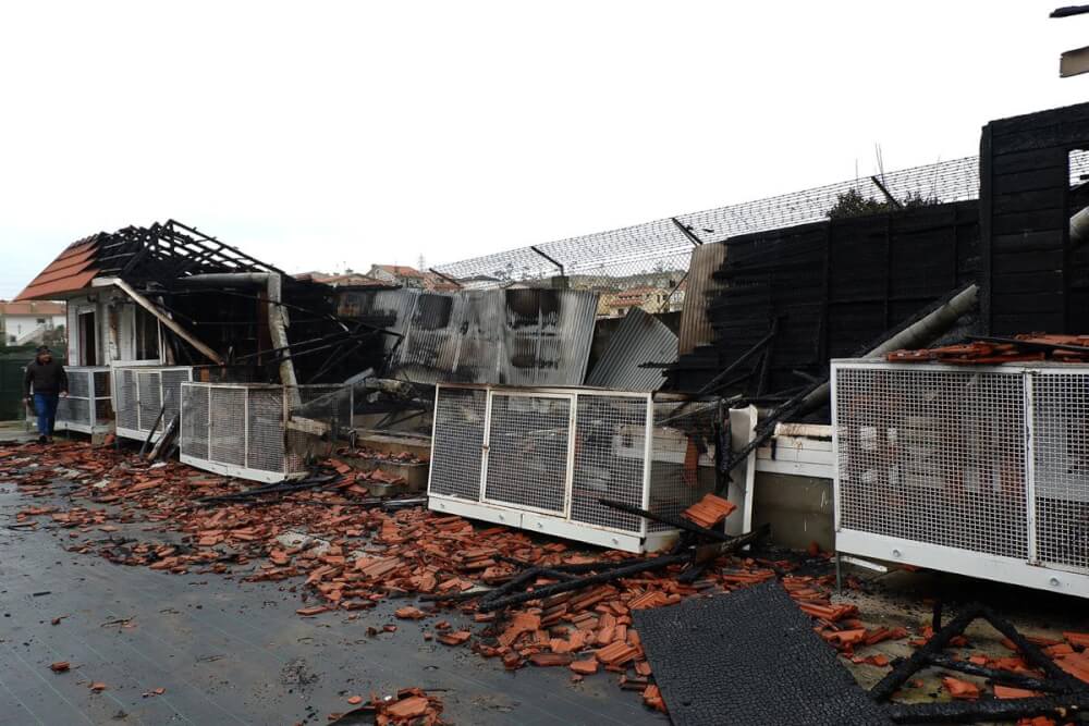 Incêndio mata 200 pombos de competição