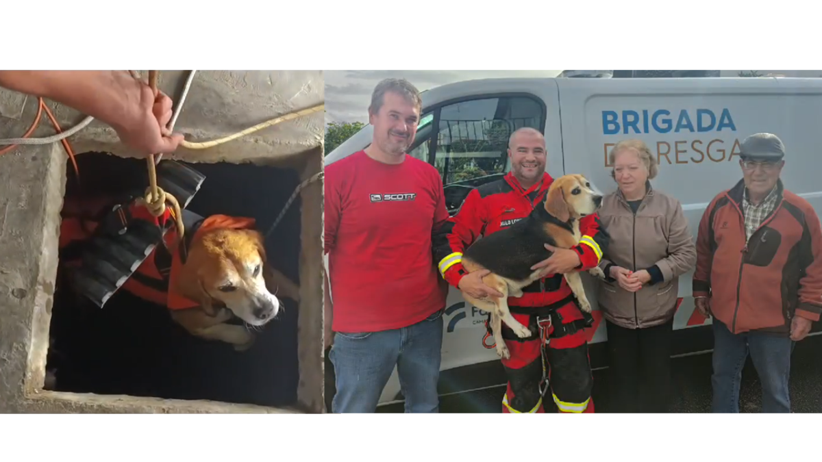 Famalicão: Brigada de Resgate Animal salva cão que caiu a poço com 16 metros (c/vídeo)