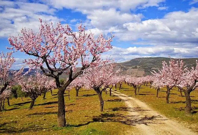 Famalicão: Escorpiões vão ver as amendoeiras em flor