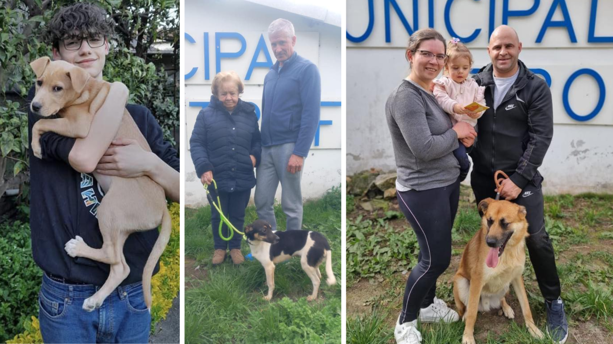 Canil da Trofa celebra a adoção de 180 animais em 2022