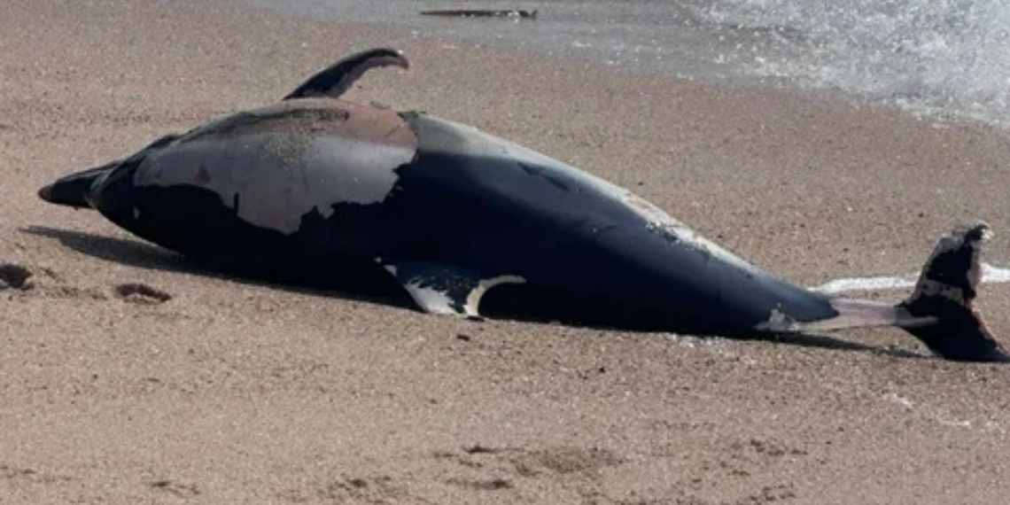 Golfinho morto dá à costa na Póvoa de Varzim