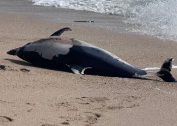 Golfinho morto dá à costa na Póvoa de Varzim