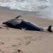 Golfinho morto dá à costa na Póvoa de Varzim