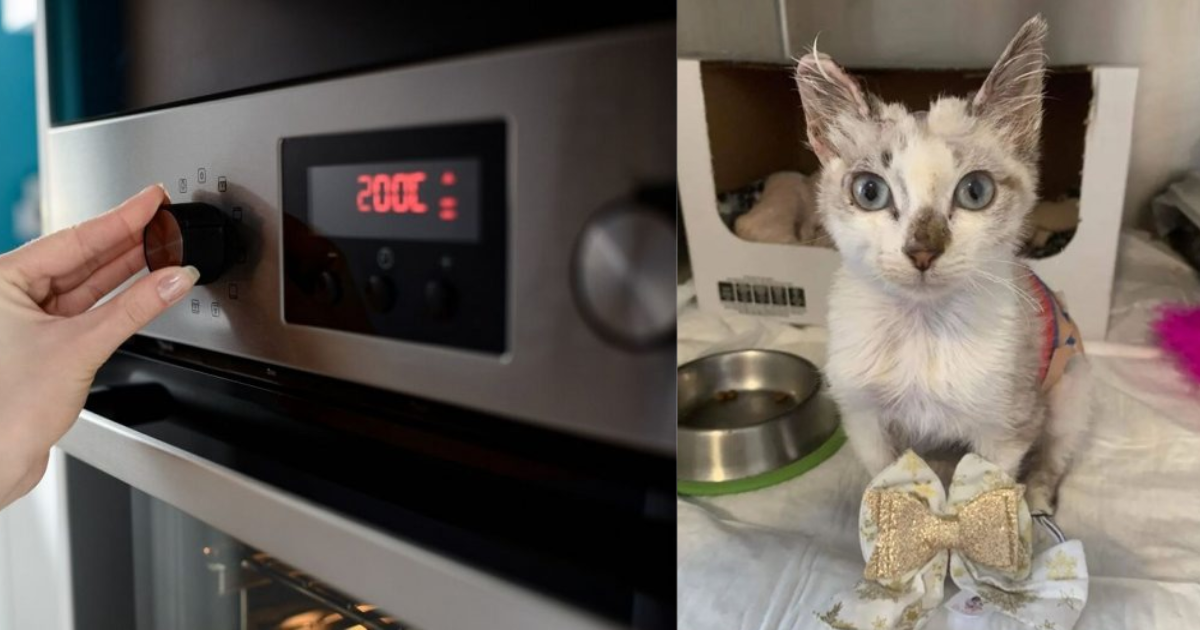 Barcelos: Gata queimada em forno e deixada uma semana a sofrer já tem nova família
