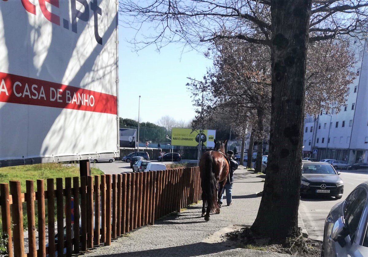 Famalicão: Cavalo que andou à solta pela cidade acaba capturado pelo proprietário