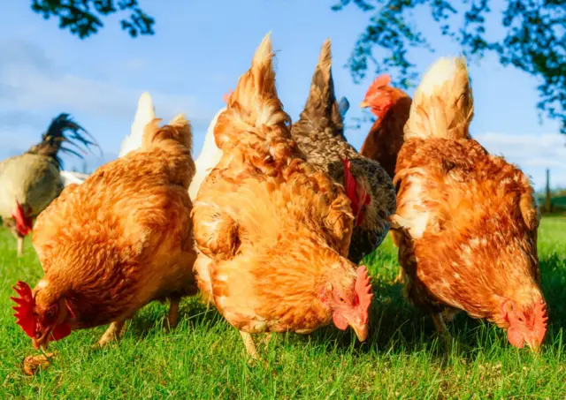 Proibido criar galinhas ao ar livre devido à gripe aviária